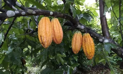 Desafio do Acre é consorciar cacau de cultivo à industrialização