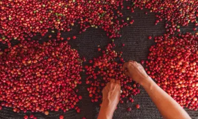 ABDI investe R$ 1,2 milhão para criar laboratório para cadeia do café