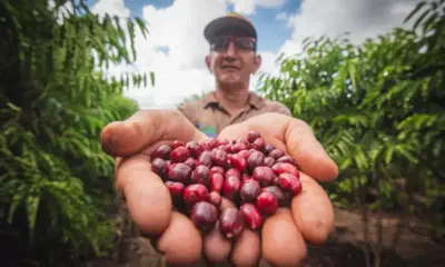 Café supera a soja e ganha espaço na economia rural do Acre