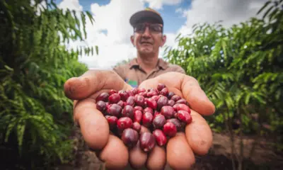 Quatro produtores de café do Acre estão entre 30 melhores do Brasil