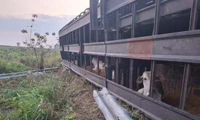 Carreta com 140 bezerros tomba no interior do Acre