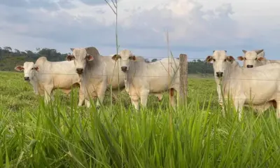 Pecuária cresce 85% em Roraima e alcança 1,3 milhão de cabeças de gado