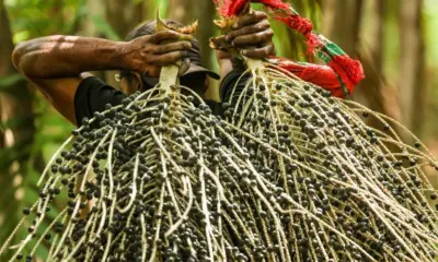 Cientistas da UFPA desenvolvem azeite a partir da polpa do açaí