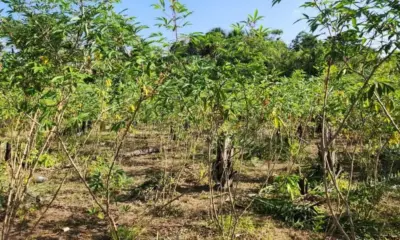 Governo reconhece emergência em oito municípios do Amapá por praga da vassoura-de-bruxa