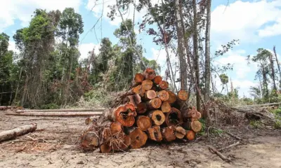 Desmatamento na Amazônia cai pelo segundo ano seguido; Tocantins lidera redução