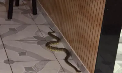 Surucucu é resgatada em cozinha de casa no interior do Acre