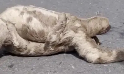 Amazônia: Preguiça com filhote encanta ao atravessar estrada em Parintins
