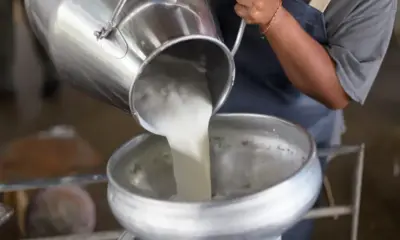 Cadeia produtiva do leite vive pior crise e laticínios avaliam medidas