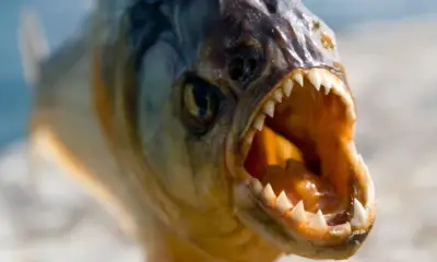 Banhistas são atacados por piranhas em balneário de Manacapuru