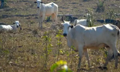 “Pecuária+Eficiente” quer recuperar 1,15 mil hectares de pastagens degradadas