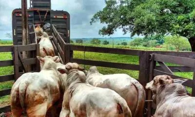 Até agosto deste ano, Acre já superou a saída de gado de 2024