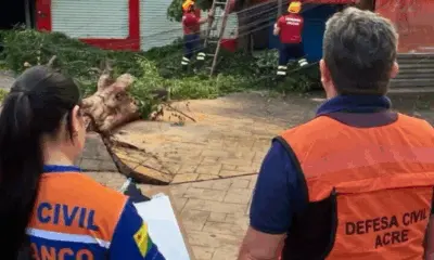 Defesa Civil registra queda de árvores, poste e captura de jacaré após chuva