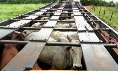 Saída de bovinos vivos do Acre aumenta 83,03% de janeiro a outubro de 2025
