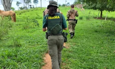 Operação do Ibama aplica mais de R$ 430 mil em multas por crimes ambientais