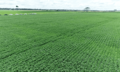 Faeac estima aumento de 18,3% da área plantada de soja no Acre