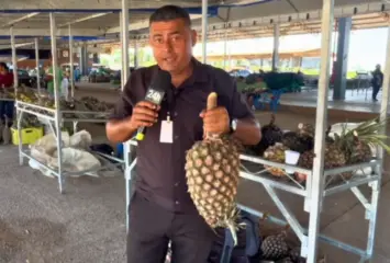 1ª Mostra Tarauacaense dos Produtores Rurais reúne seis toneladas de abacaxi na Ceasa, em Rio Branco