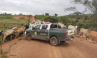 Ibama mira bancos e fazendeiros contra financiamento do desmatamento ilegal