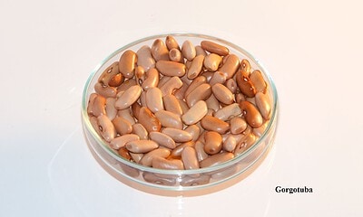 Baixa escolaridade e falta de assistência técnica prejudicam produção de feijão crioulo no Juruá