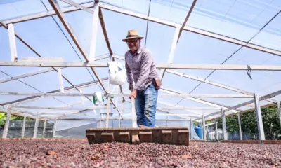 Produção de café no Acre quase dobra em 2025