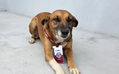 Caramela, cadela que acompanhou obra do MP, ganha crachá e vira mascote da nova sede