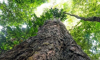 Suíça anuncia aporte de R$ 33 milhões ao Fundo Amazônia durante evento na COP30