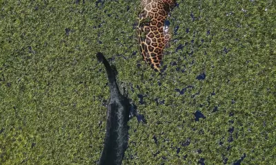 A rara beleza da natureza: onça-pintada e ‘pantera negra’ são flagradas nadando juntas no AM