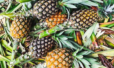 Agricultura Conservacionista: experiência sustentável do Juruá é exemplo de sustentabilidade