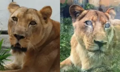 Leoa que matou homem em parque de João Pessoa está bem, afirma veterinário