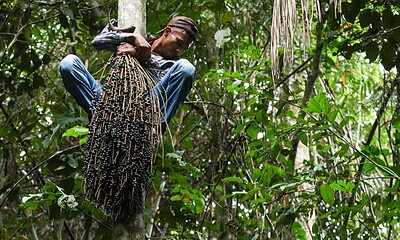 Produção de açaí no interior paulista deve acender sinal de alerta no Acre