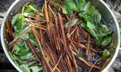 MPF tem audiência para discutir regulamentação do uso da ayahuasca