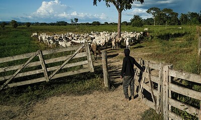 No AC e RO, CV grila fazendas para estocar drogas e lavar dinheiro, aponta relatório na COP30