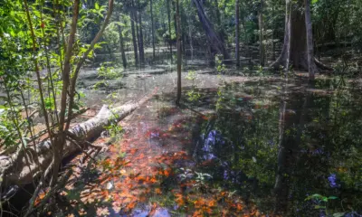 Dinossauros viveram na Amazônia, descobrem pesquisadores de Roraima