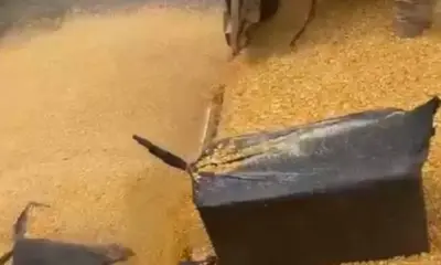 PRF apreende quase meia tonelada de cocaína em caminhão carregado de milho