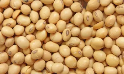 Em novembro, cultura da soja no Acre cresceu 18%