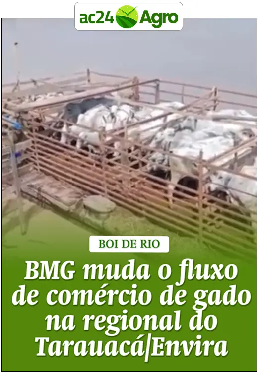 BMG muda o fluxo de comércio de gado na regional do Tarauacá/Envira