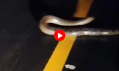 Sucuri de cerca de cinco metros é vista atravessando a BR-364 no Acre