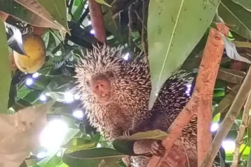 Porco-espinho aparece em quintal de residência durante o Natal em Sena Madureira