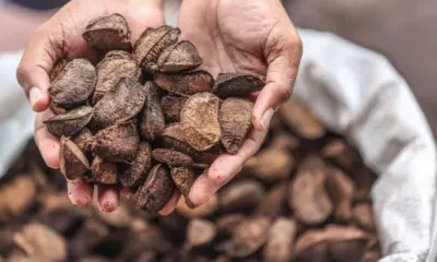 Mapa define preços mínimos da safra extrativista de 2026