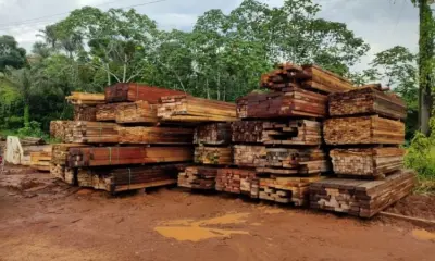 Exploração ilegal de madeira atinge 62% da área extraída no Amazonas, aponta Imazon