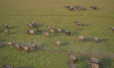 CMBio inicia pesquisa para conter impactos de búfalos selvagens em áreas protegidas de RO