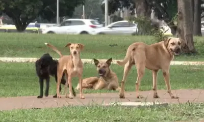 Abandono de animais no Tocantins pode render multa de até R$ 10 mil