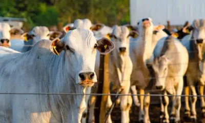 Decisão do Pará de adiar rastreabilidade bovina não impacta Acre