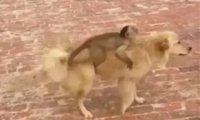 No Acre, macaco pega carona em cachorro e cena inusitada chama a atenção