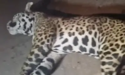 Onça-pintada morre após ser atropelada por van no Acre