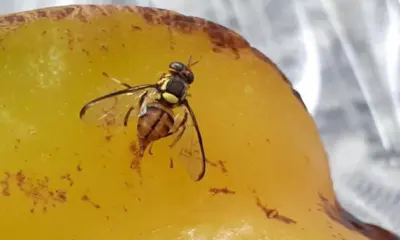 Idaf intensifica vigilância contra mosca-da-carambola no Acre
