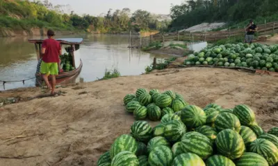 Xapuri se consolida como polo produtor de melancia