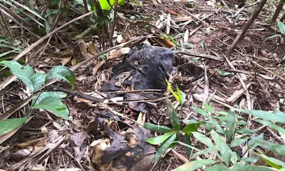 Ossada humana é encontrada em Brasiléia