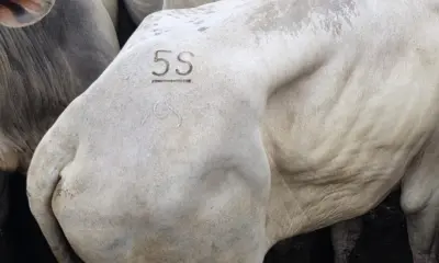 Sefaz flagra tentativa de fraude no transporte de gado na Tucandeira