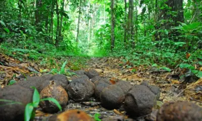 Polícia Civil do Acre vai investigar denúncia de expulsão de coletores de castanha na fronteira