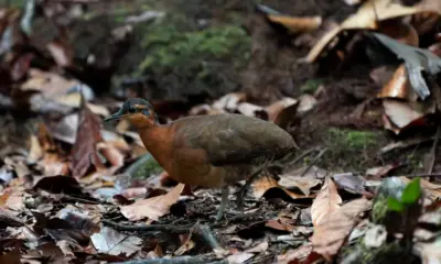 Pesquisadores confirmam descoberta de nova espécie de inhambu na Serra do Divisor, no Acre
